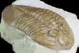 Valdaites Trilobite From Russia - Rare Species #99249-4